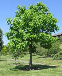 Attēlu rezultāti vaicājumam “Catalpa”
