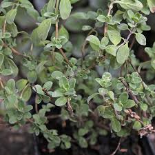 Image result for Majoran