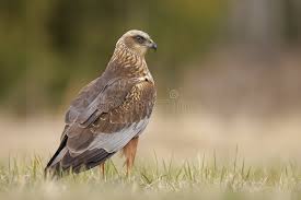 Attēlu rezultāti vaicājumam “Circus aeruginosus”