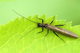 Attēlu rezultāti vaicājumam “Plecoptera”