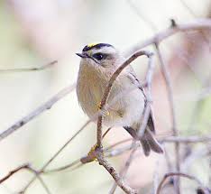 Attēlu rezultāti vaicājumam “Regulus regulus adult”
