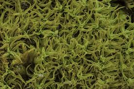 Attēlu rezultāti vaicājumam “Tortella tortuosa”