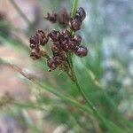 Attēlu rezultāti vaicājumam “Juncus compressus fruit”