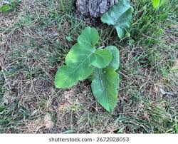 Attēlu rezultāti vaicājumam “Arctium lappa leaf”