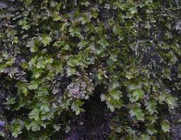 Attēlu rezultāti vaicājumam “Mnium stellare”