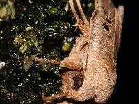 Attēlu rezultāti vaicājumam “Conistra rubiginea”