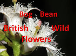 Attēlu rezultāti vaicājumam “Menyanthes trifoliata fruit”