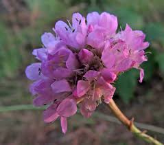 Attēlu rezultāti vaicājumam “Armeria vulgaris”