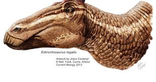 Attēlu rezultāti vaicājumam “Diderma roanense”