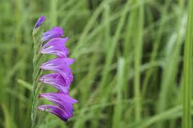 Attēlu rezultāti vaicājumam “Gladiolus imbricatus flower”