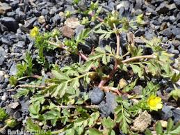 Attēlu rezultāti vaicājumam “Potentilla supina flower”