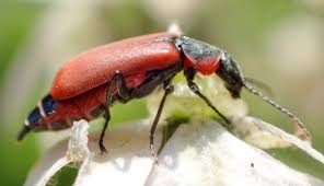 Attēlu rezultāti vaicājumam “Anthocomus rufus”