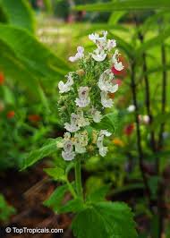 Image result for Nepeta cataria