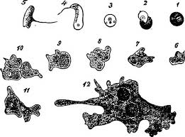 Attēlu rezultāti vaicājumam “Didymium difforme spores”