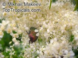 Attēlu rezultāti vaicājumam “Filipendula ulmaria  flower”
