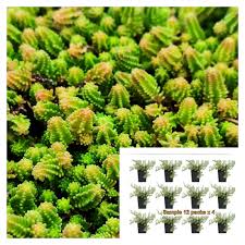 Attēlu rezultāti vaicājumam “Sedum sexangulare”