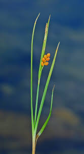 Attēlu rezultāti vaicājumam “Carex arenaria  fruit”