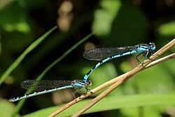 Attēlu rezultāti vaicājumam “Enallagma cyathigerum male”
