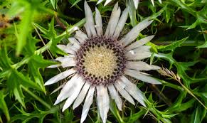 Image result for Silberdistel