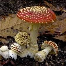 Attēlu rezultāti vaicājumam “Antrodia sinuosa”