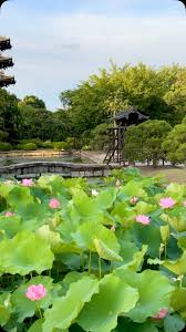 「シア・ハス」の画像検索結果