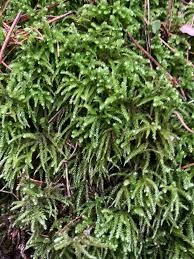 Attēlu rezultāti vaicājumam “Eurhynchium angustirete”