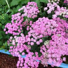 Attēlu rezultāti vaicājumam “Pimpinella major flower”