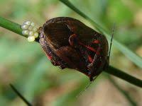 Attēlu rezultāti vaicājumam “Jalla dumosa”