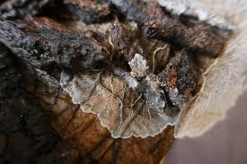 Attēlu rezultāti vaicājumam “Physarum pezizoideum spores”