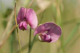 Attēlu rezultāti vaicājumam “Lathyrus sylvestris flower”