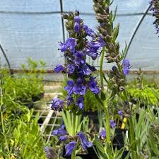 Image result for Hyssopus officinalis