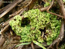 Attēlu rezultāti vaicājumam “Ricciocarpos natans”