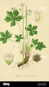 Attēlu rezultāti vaicājumam “Sanicula europaea fruit”