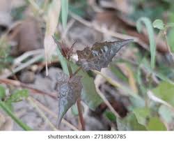 Attēlu rezultāti vaicājumam “Ranunculus flammula leaf”