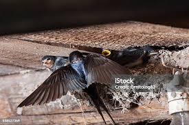 Attēlu rezultāti vaicājumam “Hirundo rustica nest”