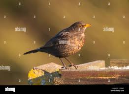 Attēlu rezultāti vaicājumam “Turdus merula female”