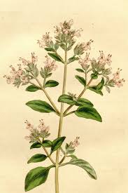 Attēlu rezultāti vaicājumam “Origanum majorana flower”