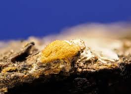 Attēlu rezultāti vaicājumam “Cribraria piriformis young”