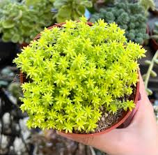 Attēlu rezultāti vaicājumam “Sedum aizoon flower”