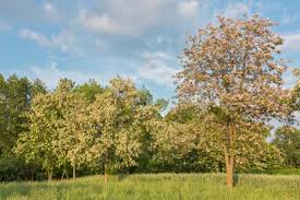 Attēlu rezultāti vaicājumam “Robinia”