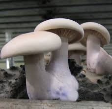 Attēlu rezultāti vaicājumam “Lepista sp.”