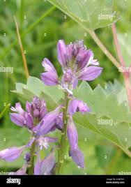 Attēlu rezultāti vaicājumam “Polygala comosa flower”