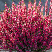 Attēlu rezultāti vaicājumam “Calluna vulgaris fruit”