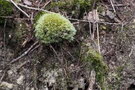 Attēlu rezultāti vaicājumam “Leucobryum juniperoideum”