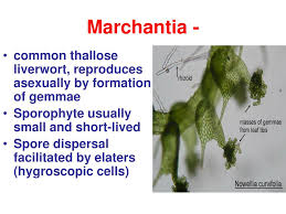 Attēlu rezultāti vaicājumam “Nowellia curvifolia sporophyte”