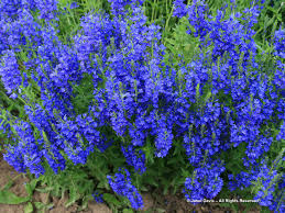 Attēlu rezultāti vaicājumam “Veronica austriaca subsp. teucrium”