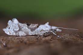 Attēlu rezultāti vaicājumam “Ypsolophidae”