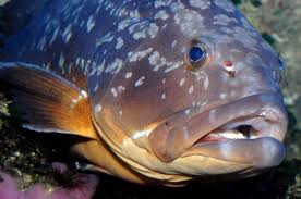 Image result for Epinephelus marginatus