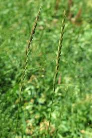 Attēlu rezultāti vaicājumam “Elytrigia repens”