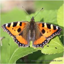 Attēlu rezultāti vaicājumam “Aglais urticae underside”